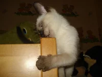 z_2ede34e1.webp