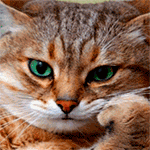 hbg5dc.gif