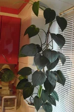 SAM_5674_.webp
