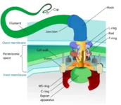 627px-Flagellum_base_diagram.svg.png