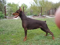 Aqvilon Cherry-07.webp