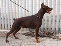 Aqvilon Cherry-05.webp