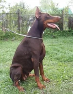 Aqvilon Cherry-09.webp