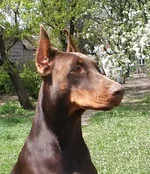 Aqvilon Cherry_head-19.webp