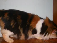 136.webp