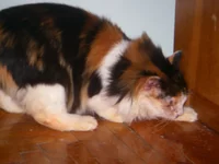  137.webp