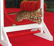 redbengal.gif