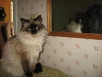  у зеркала.webp