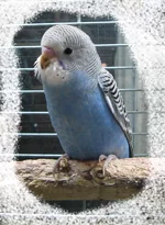 pop-01.webp