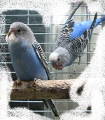 pop-03.webp