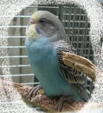 pop-04.webp