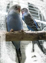 pop-05.webp