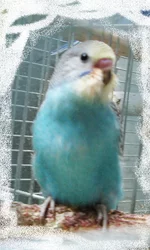 pop-06.jpg