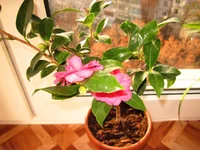 IMG_00861.jpg