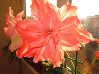 IMG_00841.jpg
