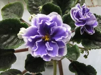 -Властелин колец.webp