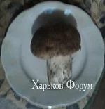 37f64b9da51ea2b81d0d0.jpg