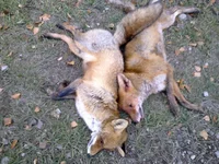 20112011115 - копия.webp