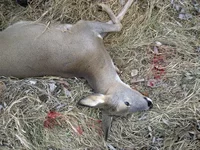 26112011116 - копия.webp