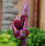 IMGP0773_цвет.webp
