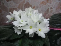 Bud’s Melanie_1938.webp