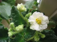 Sunkissed Rose_1947.webp