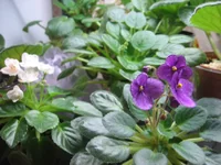 Christening Gown и Tiger Eyes_1941.webp