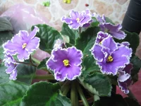 Guellph's Christmas _1939.webp