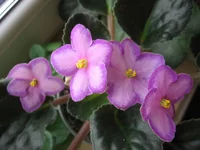 Halo's Aglitter _1953.webp