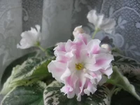 Pink Sensation_1957.webp