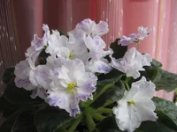 Playful Spectrum _1948.webp