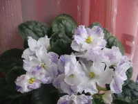 Playful Spectrum _1950.webp