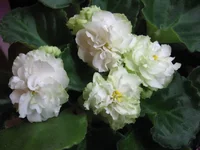 Spring Rose _1942.webp