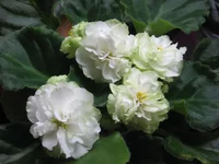 Spring Rose_1935.webp