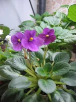 Tiger Eyes_1940.webp