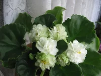 Spring Rose_1954.webp