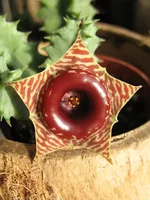 huernia-zebrina.jpg
