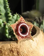 huernia-zebrina_02.webp