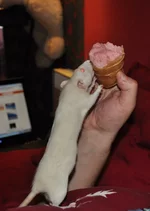 DSC_0002 (копия).webp