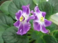 Ness' Jesse_1960.webp