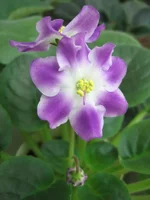 Ness' Jesse_1961.webp