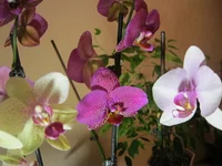 IMG_4795лп.webp