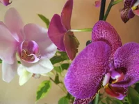 IMG_4797пшджщ.webp