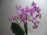 IMG_0110.webp