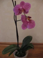 IMG_0084.webp