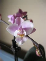 .webp