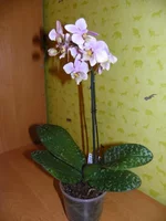 100_4854.webp