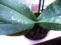 100_4855.webp