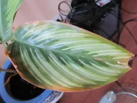  002.webp