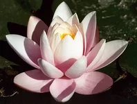 6531329.webp
